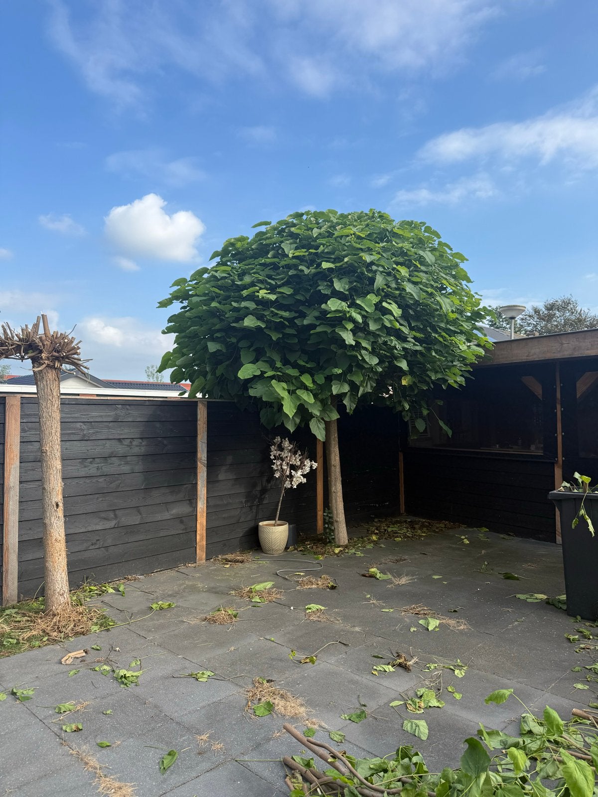 Prachtige Bolcatalpa bomen - Ideaal voor elke tuin!, Tuin en Terras, 250 tot 400 cm, Zomer, Ophalen, Volle zon