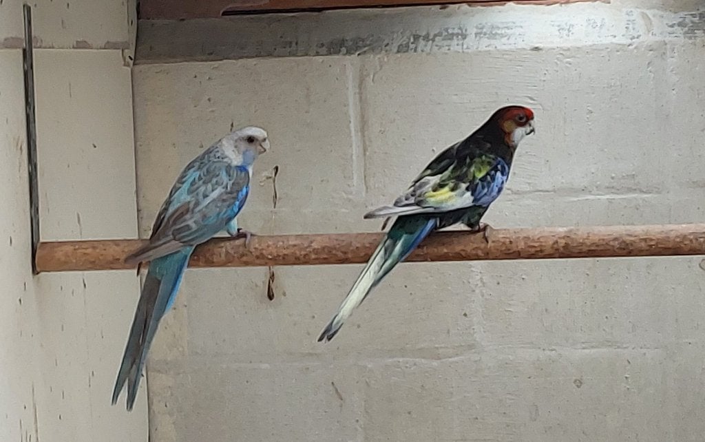 Wegens vermindering.kwkoppels en jongen, Meerdere dieren, Parkiet