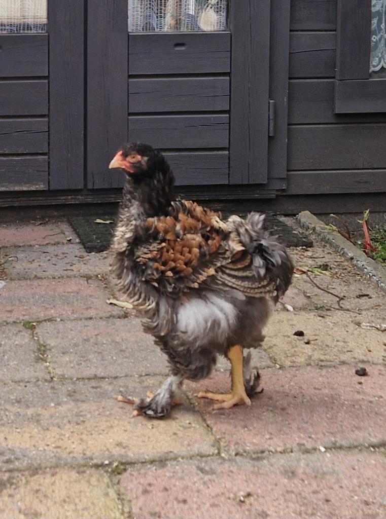 Brahma hennen + Brahma krulhanen, Dieren en Toebehoren, Pluimvee, Vrouwelijk, Kip