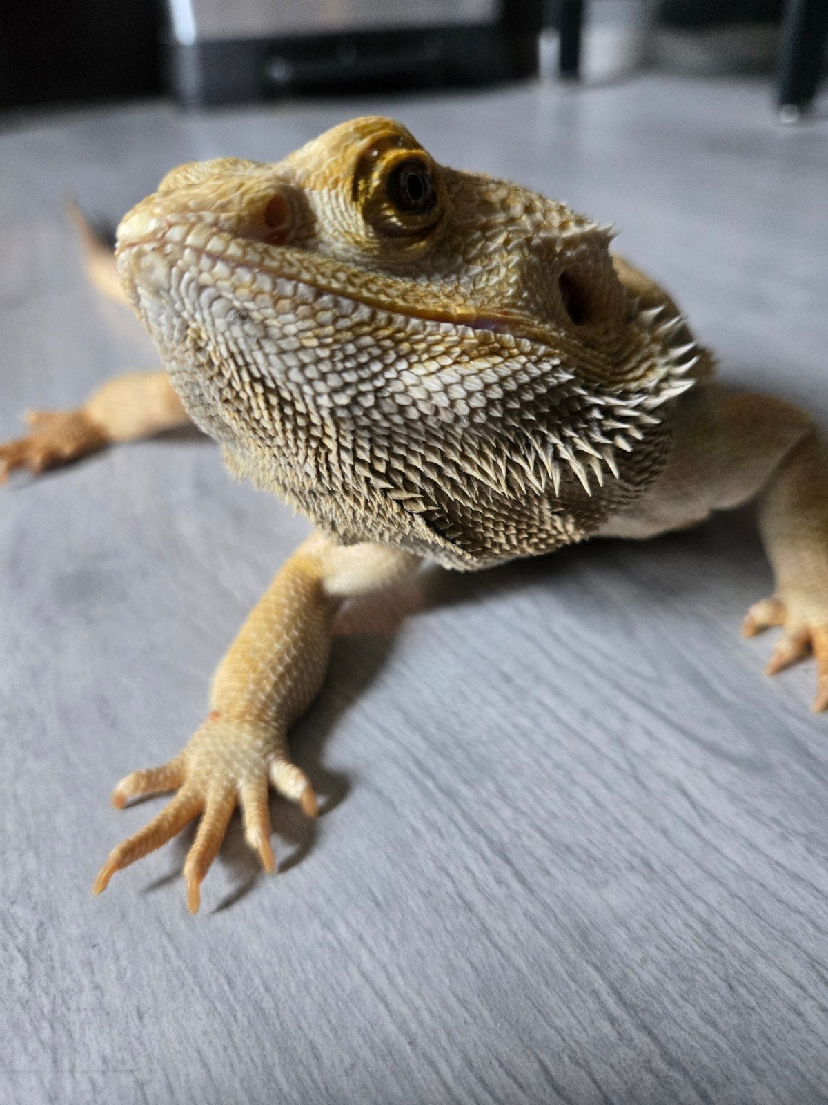 MOET NU WEG Lieve Baardagaam met Terrarium en kast Bearded Dragon photo 6