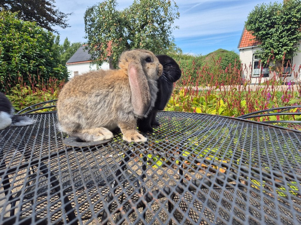Franse hangoor ram / voedster, Dieren en Toebehoren, Meerdere dieren, Groot, Hangoor, 0 tot 2 jaar