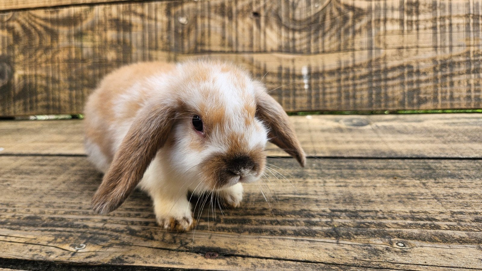 Lieve tamme hangoorkonijntjes, Dieren en Toebehoren, Konijnen, Meerdere dieren, Dwerg