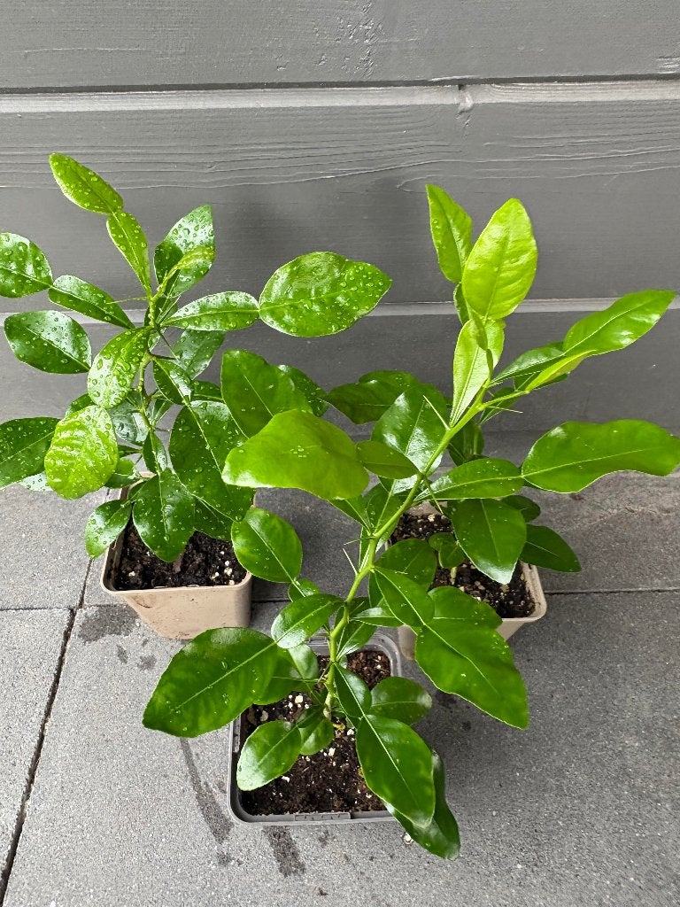 Citrus hystrix - Djeroek poeroet – Kaffir limoen, Ophalen, Minder dan 100 cm, Overige soorten