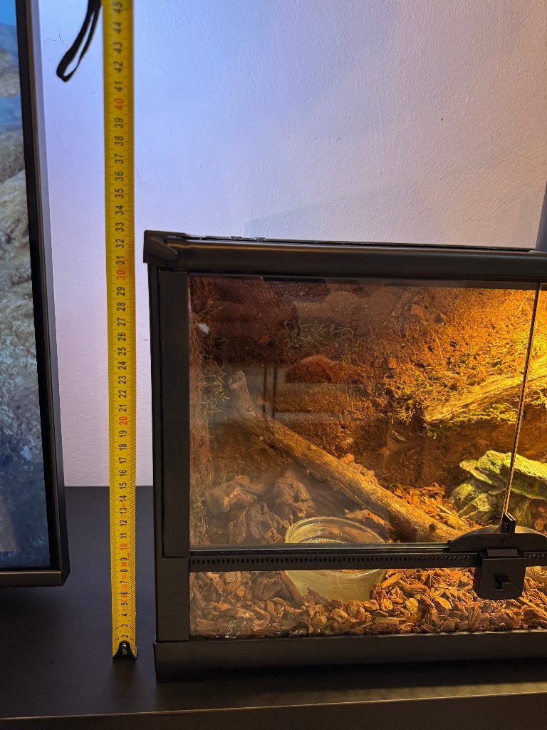 Terrarium met korenslang Corn Snake photo 7