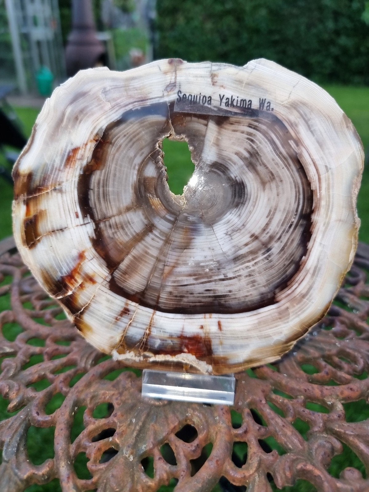 Versteend hout yakima, Ophalen of Verzenden