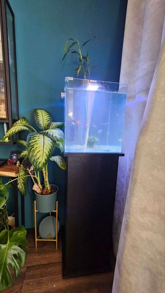 Aquarium 60L, Ophalen, Inclusief vissen, Zo goed als nieuw, Gevuld zoetwateraquarium