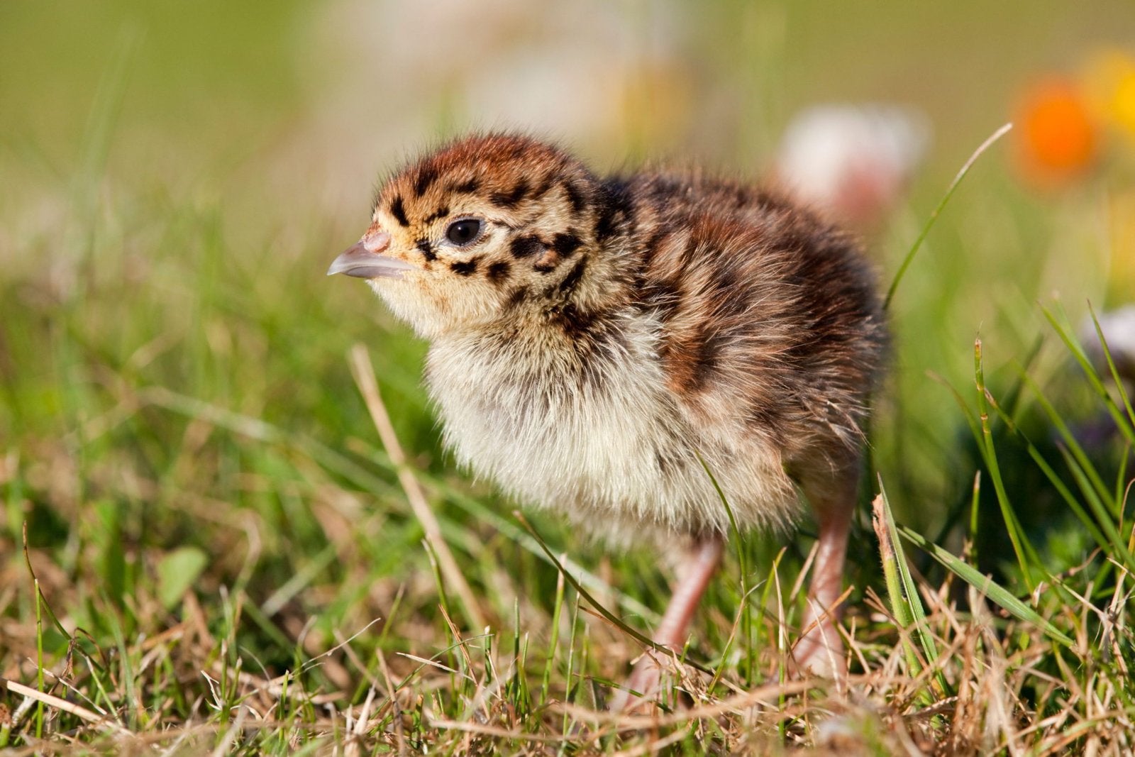 Kuikens europeese patrijs, Meerdere dieren, Kip