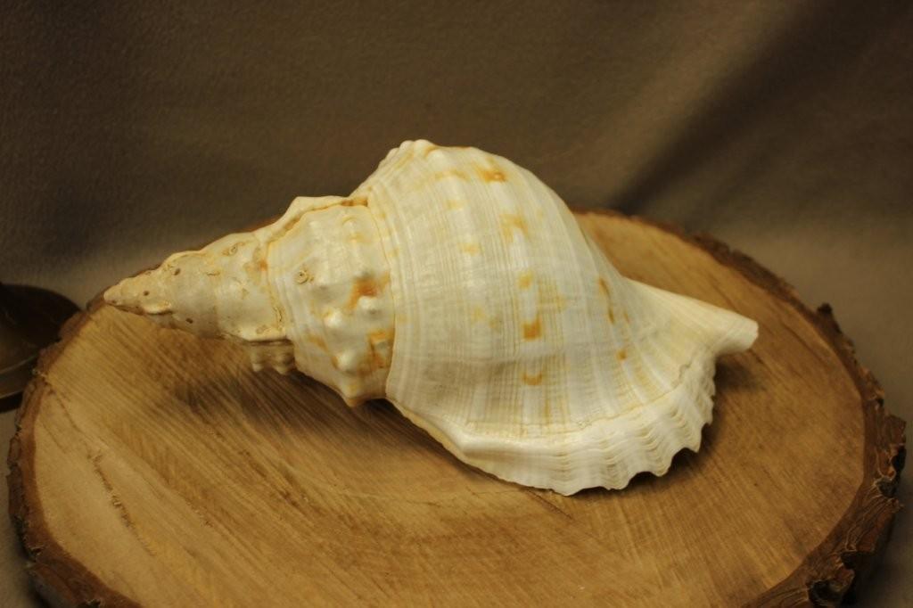 Schelp: Charonia tritonis, Ophalen of Verzenden, Schelp(en)