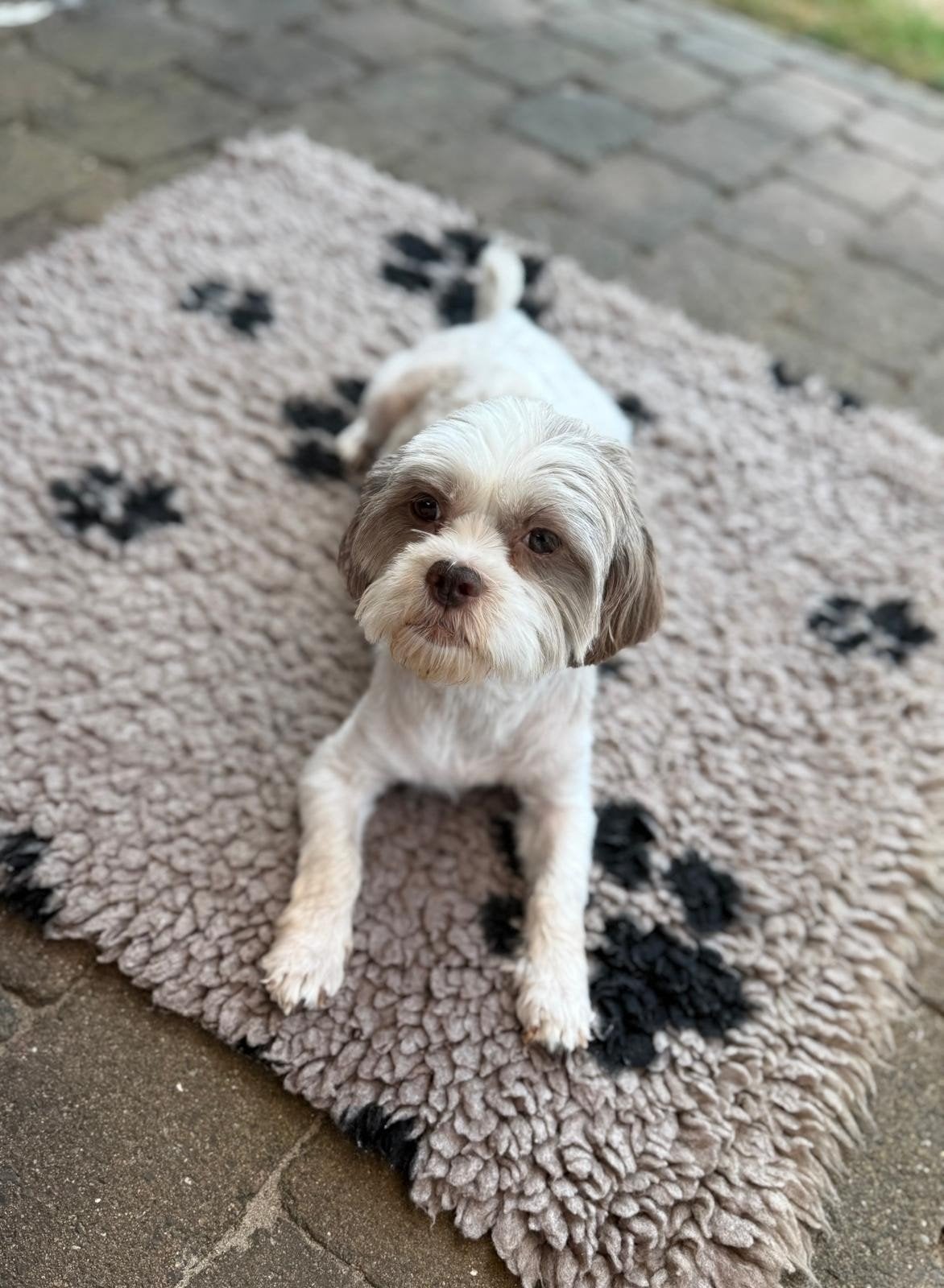Prachtig Nestje Malitpoo/Boompoo, 8 tot 15 weken, Parvo, Meerdere, Meerdere dieren