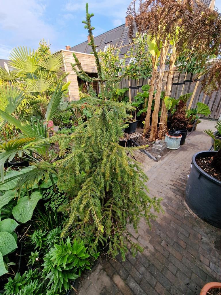 Servische spar, Picea omorika te koop, Ophalen, Bloeit niet, Overige soorten, 100 tot 250 cm
