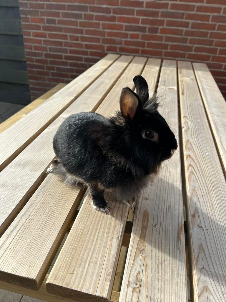 Lief Leeuwenkop Konijntje zoekt een nieuw thuis, Vrouwelijk, Middelgroot, 3 tot 5 jaar