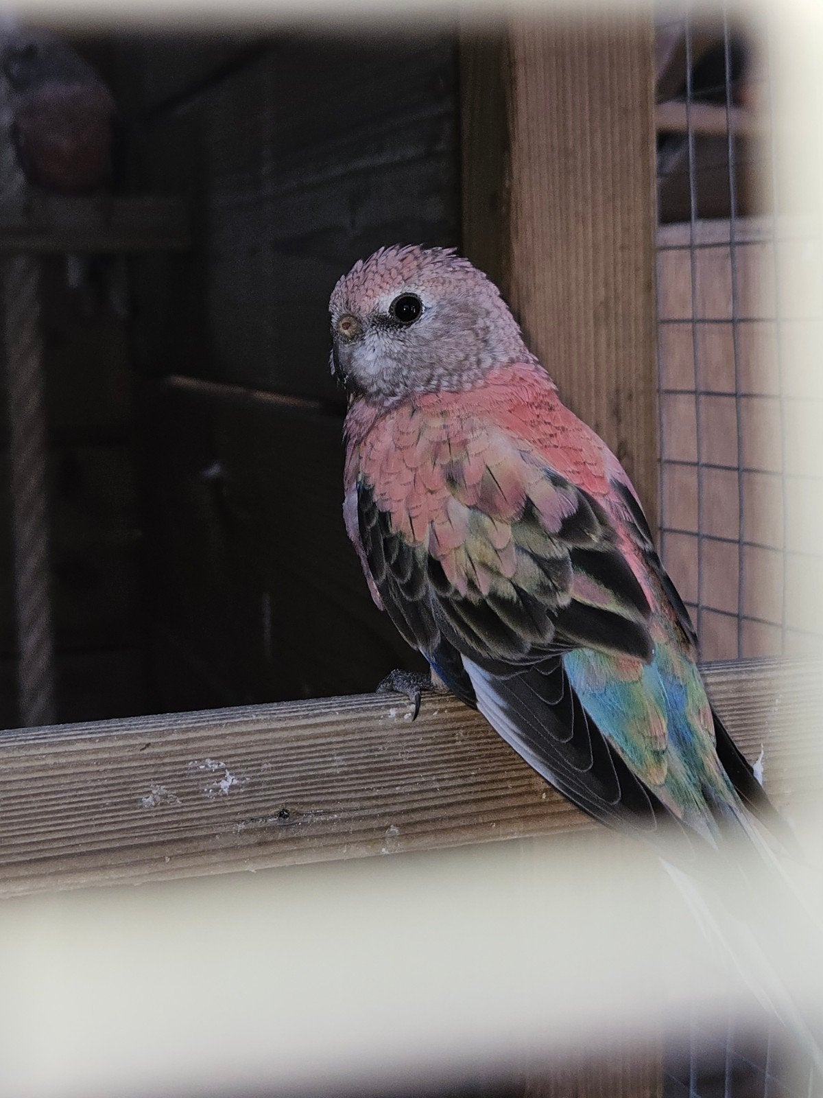 opaline bourkes parkieten, Dieren en Toebehoren, Meerdere dieren, Parkiet, Geringd