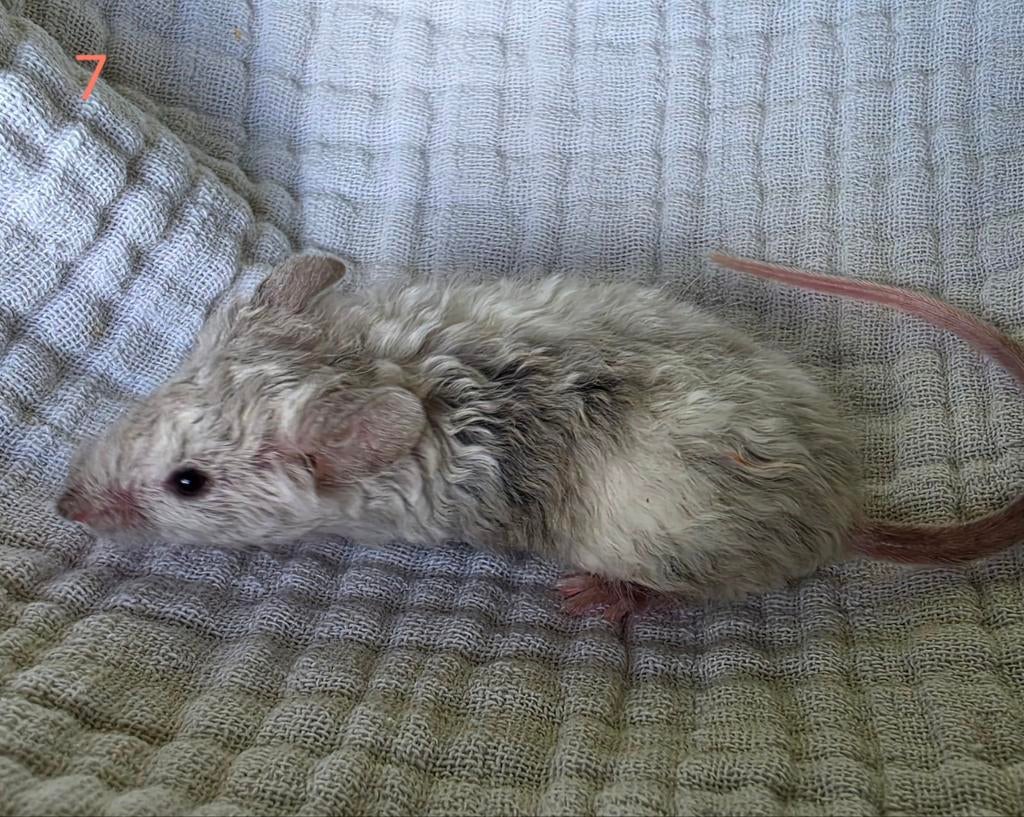 Kleurmuis dames texel, Dieren en Toebehoren, Knaagdieren, Maart, Muis, Vrouwelijk, Tam