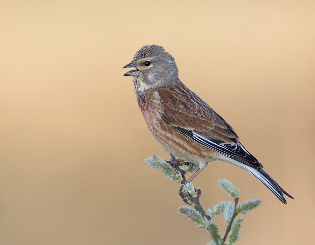 Kneu pop, Dieren en Toebehoren, Vogels | Overige Vogels, Vrouwelijk