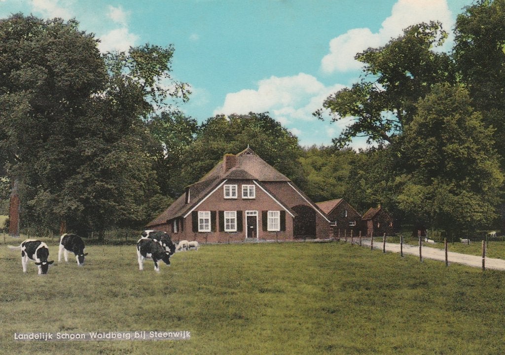 STEENWIJK Waldberg met Koeien, Verzenden, Voor 1920, Gelopen, Overijssel