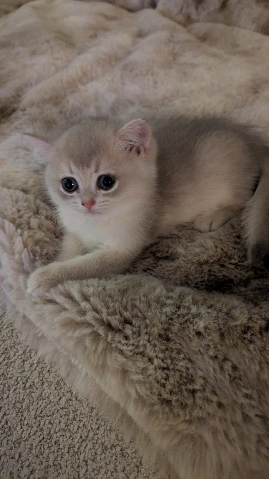 Britse korthaar Bleu Golden Shaded poesje en katertje, Dieren en Toebehoren, Katten en Kittens | Raskatten | Korthaar, Meerdere dieren
