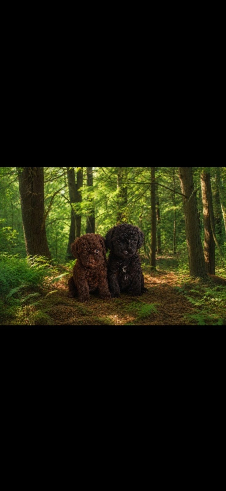 mini labradoodle, Dieren en Toebehoren, Poedel, 8 tot 15 weken, Meerdere, Meerdere dieren