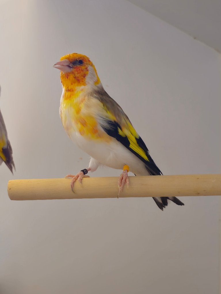 Majoorputter Witkop Agaat | Koppel | 2025, Meerdere dieren, Wildzangvogel, Geringd