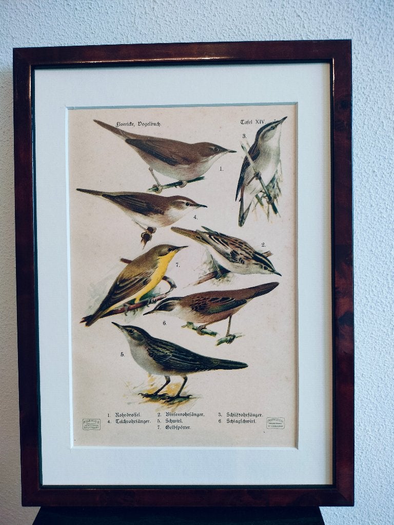 Litho Floericke Lijster Karekiet Spotvogel Rietzanger 1922, Antiek en Kunst, Ophalen of Verzenden