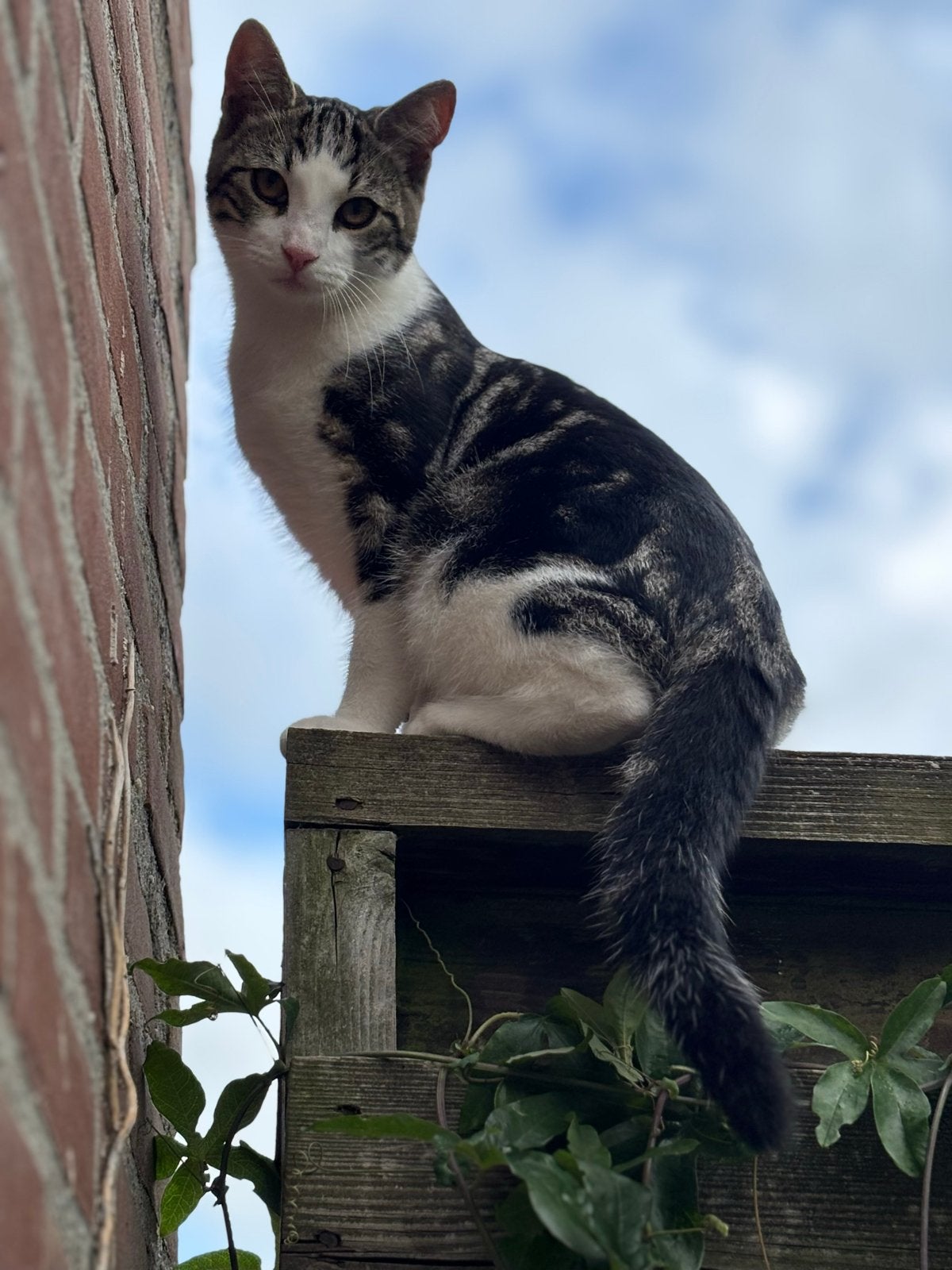 Kattertje 20w zoek nieuw huisje, Kater