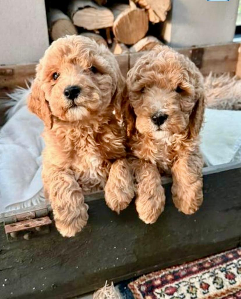 Labradoodle, Parvo, Nederland, 8 tot 15 weken, Eén hond