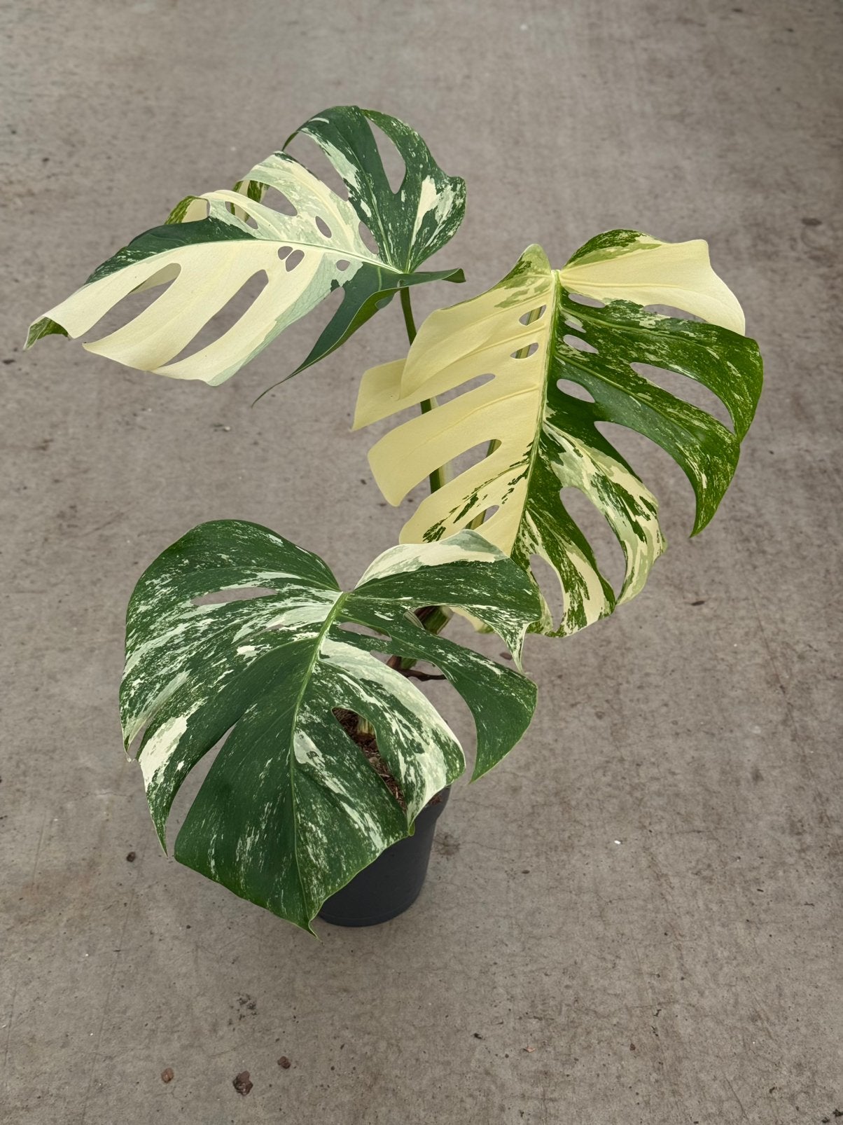 Monstera Borsigiana Albo Variegata, Ophalen of Verzenden, Halfschaduw, Minder dan 100 cm