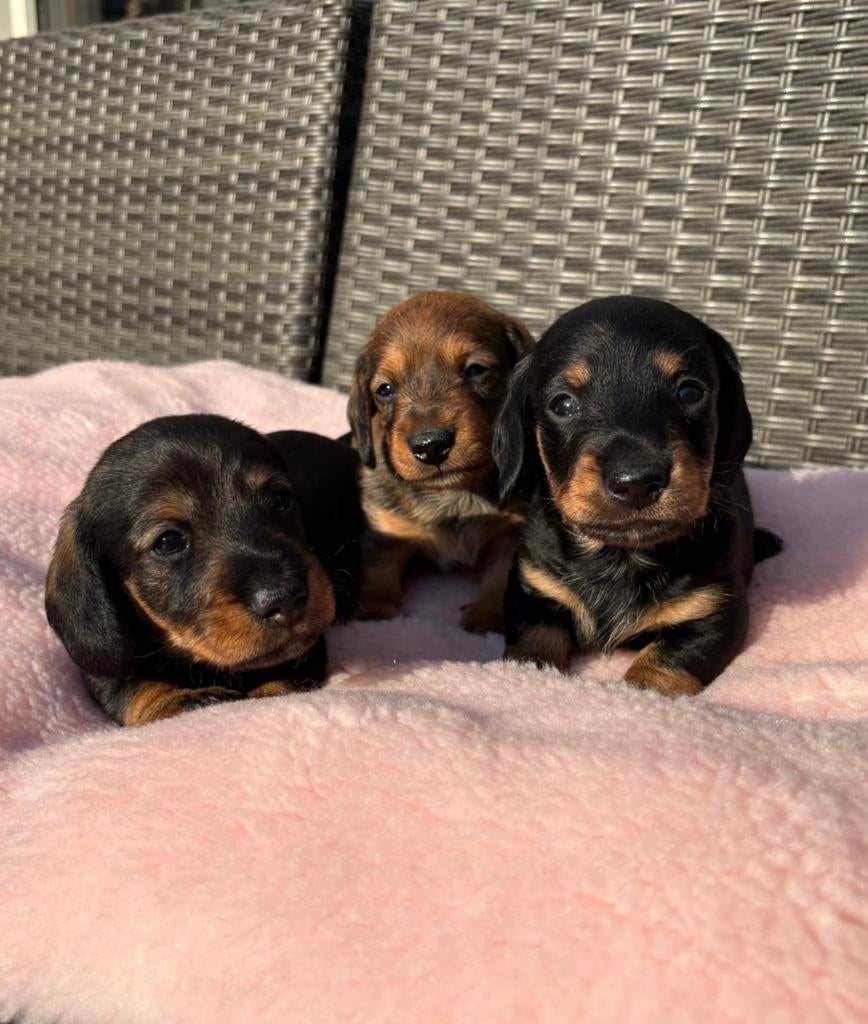 Kaninchen teckeltjes pups, Dieren en Toebehoren, Honden | Teckels en Dashonden, Kaninchen, Parvo, 8 tot 15 weken, Meerdere