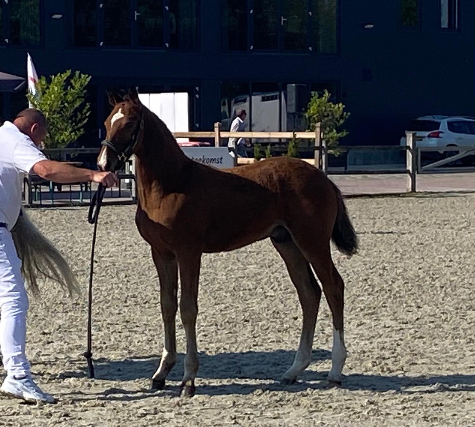 Groot bruin hengst veulen, Springpaard, Minder dan 160 cm, Met stamboom, Niet van toepassing