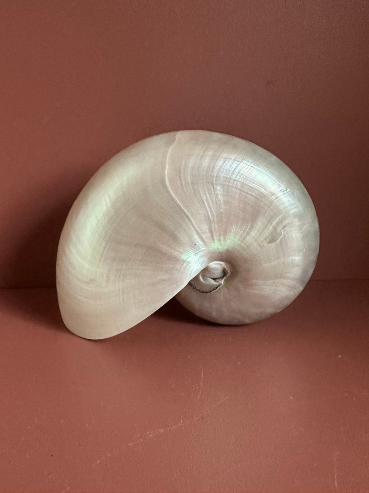 Nautilus Schelp, Verzamelen, Ophalen of Verzenden, Zo goed als nieuw, Insect, Beeldje of Figuurtje