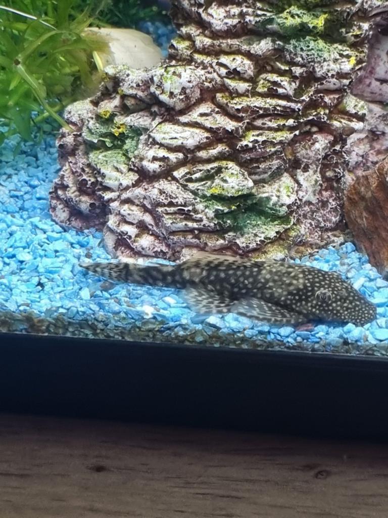 2 hele mooie pleco vissen bewezen koppel, Vis