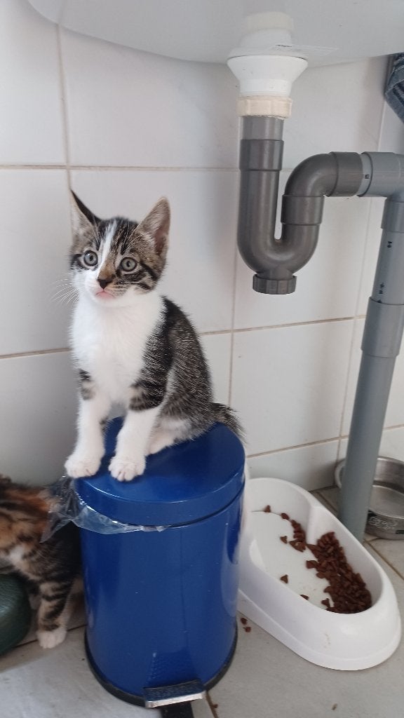 kittens van de boerderij, Meerdere dieren, Kortharig, 0 tot 2 jaar
