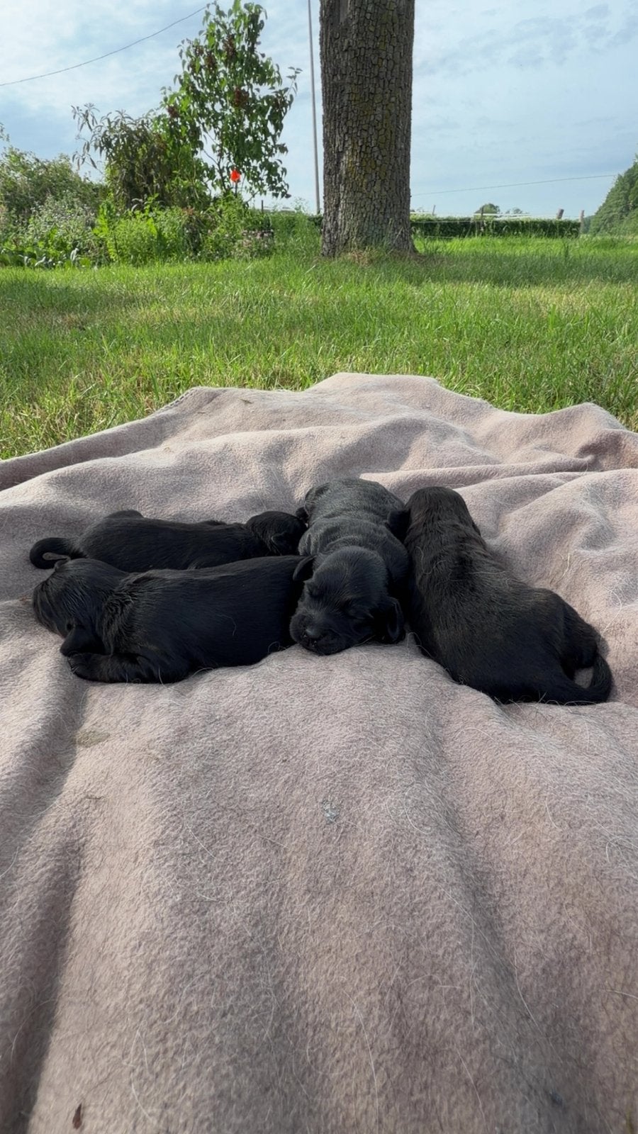Cocker Spaniel kruising pups Cockapoo, 8 tot 15 weken, Meerdere dieren, Eén hond, Spaniël