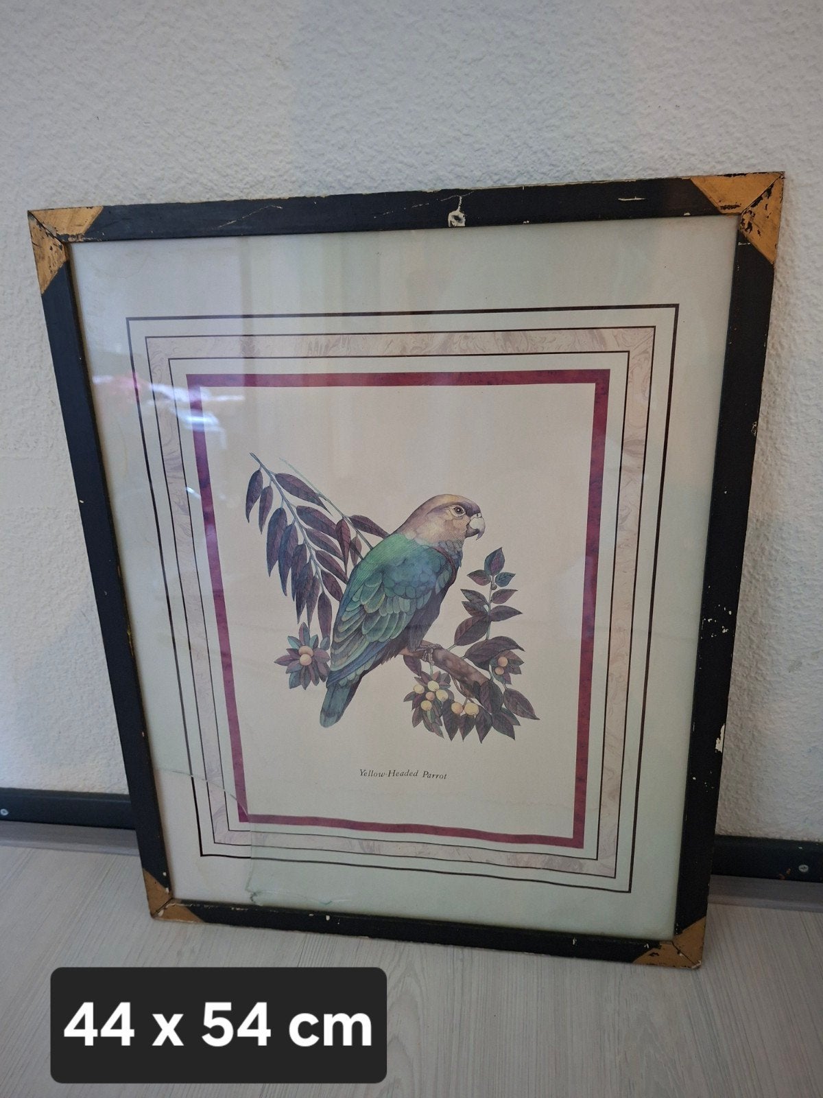 Schilderij met papegaai - beschadigd linksonder, Antiek en Kunst, Kunst | Schilderijen | Klassiek, Ophalen