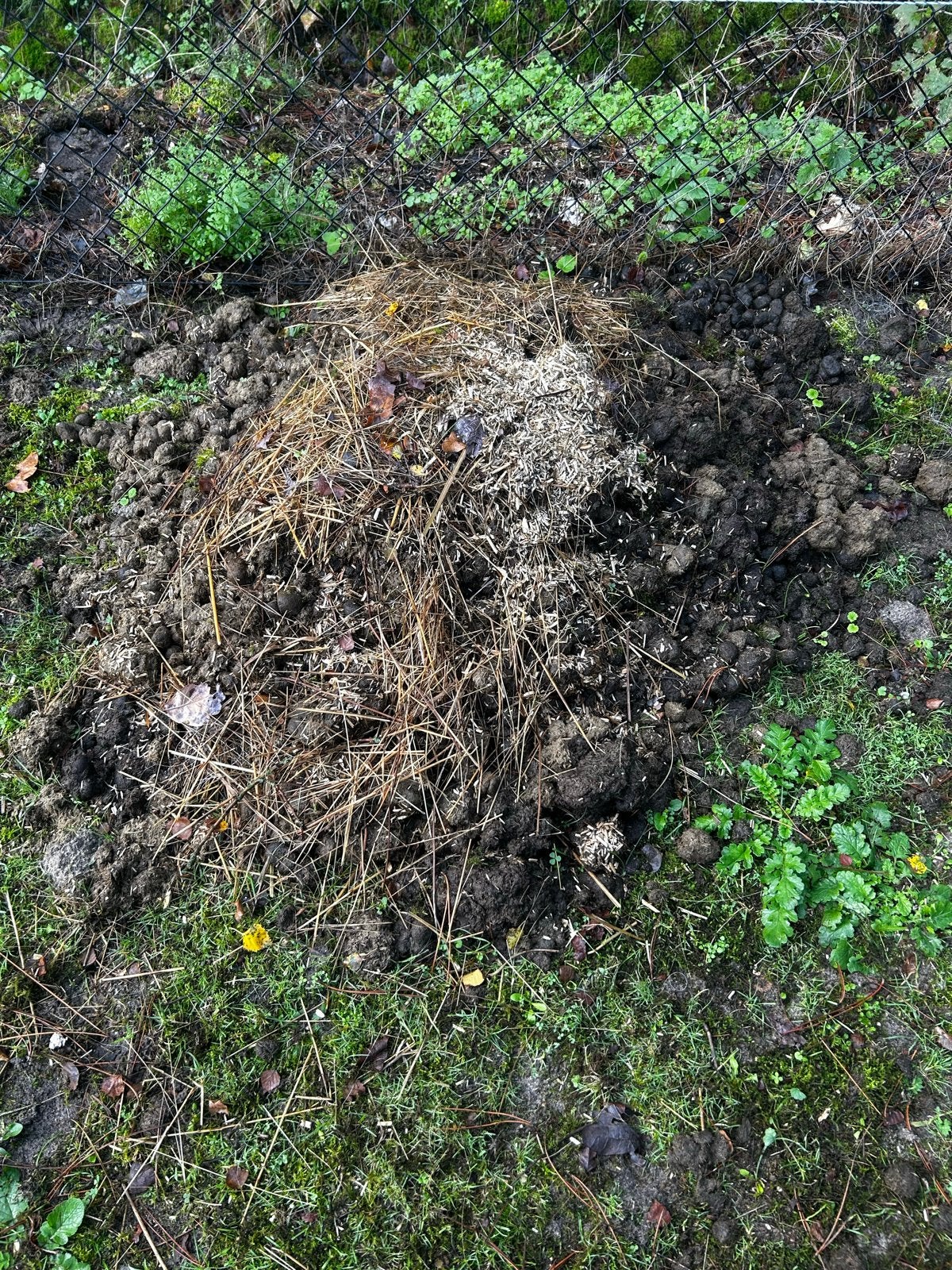 Verse paardenmest voor uw tuin, Tuin en Terras, Ophalen, Mest