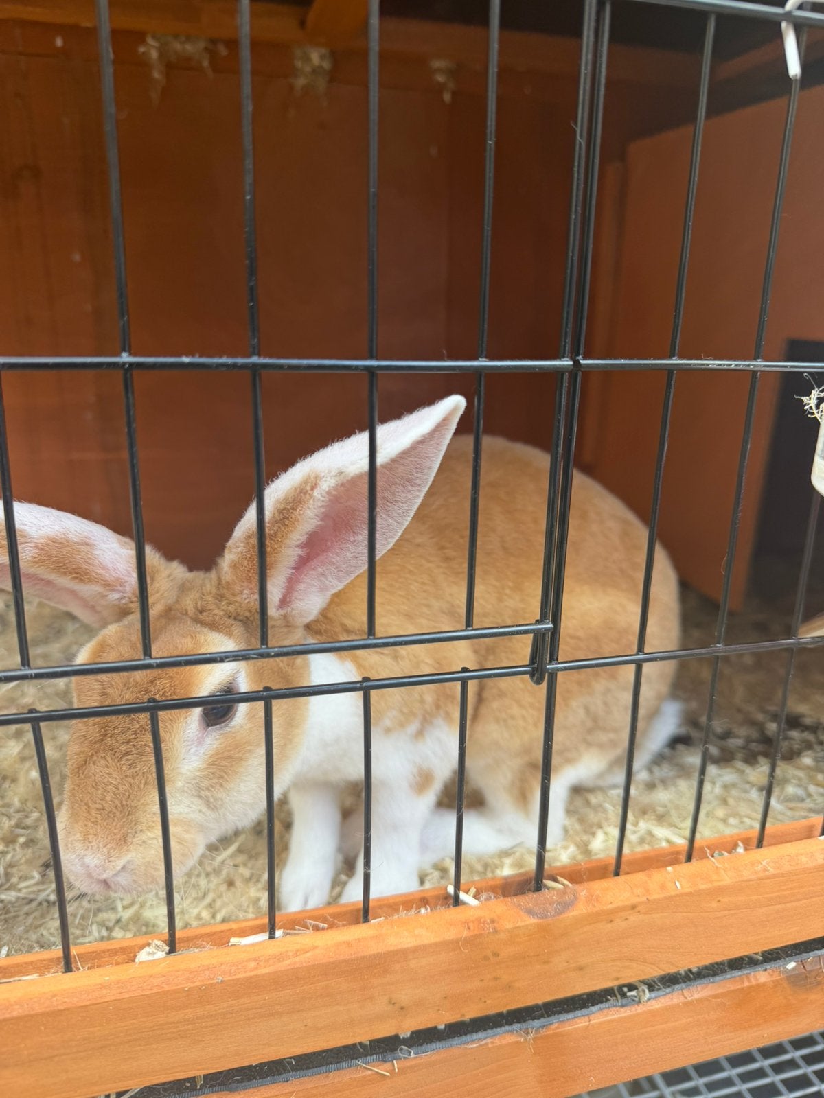 Lief tam konijn, Dieren en Toebehoren, Vrouwelijk, Middelgroot, 0 tot 2 jaar