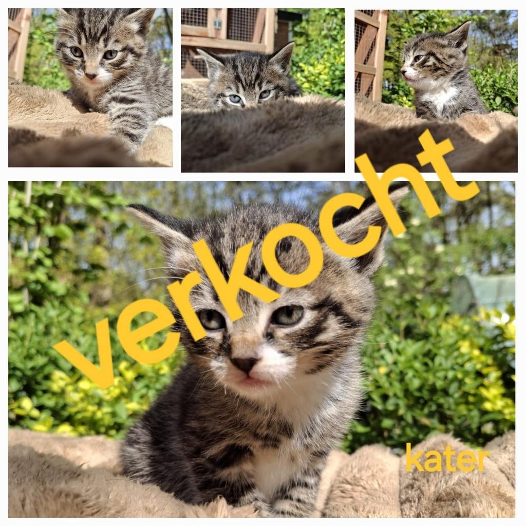 Kittens, Dieren en Toebehoren, Meerdere dieren, Ontwormd