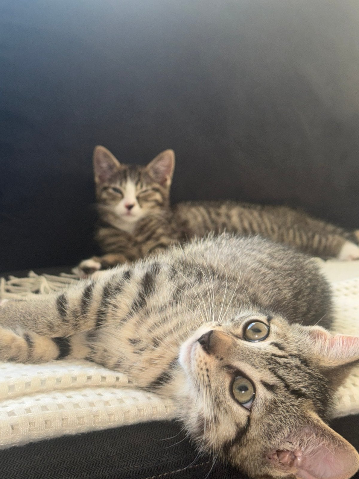 Aanhankelijke Poesjes / kittens mogen verhuizen, Dieren en Toebehoren, Katten en Kittens | Overige Katten, Meerdere dieren