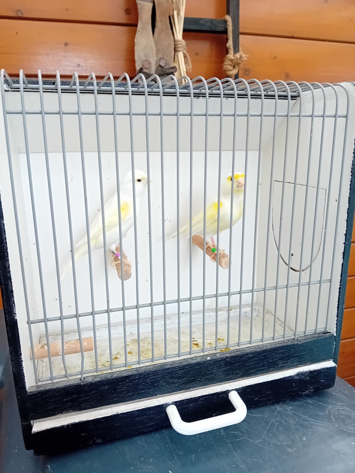Mooi koppeltje geel mozaiek kanarie s, Meerdere dieren, Kleurkanarie