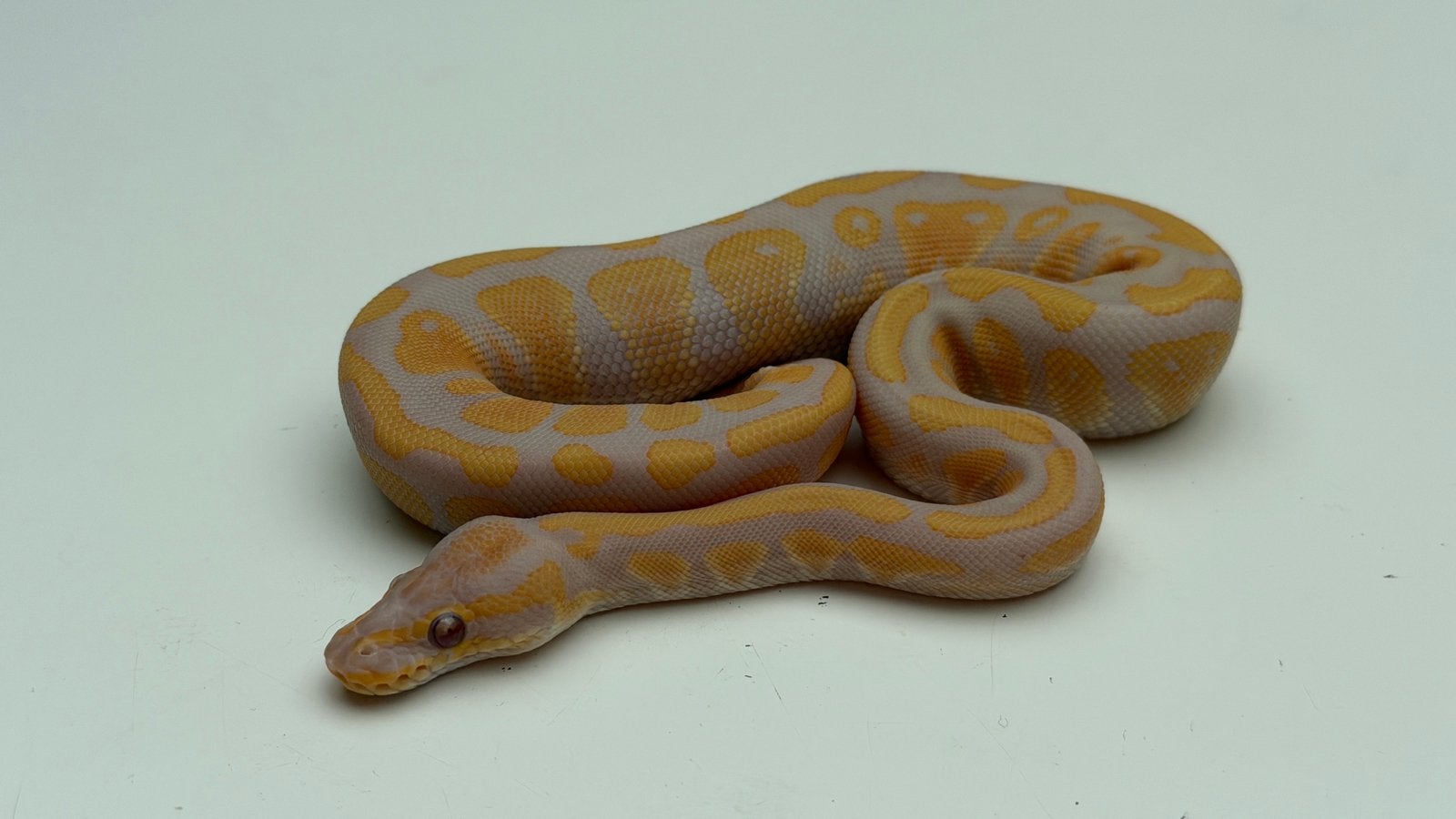 Lavender albino het pied ball python Ball Python photo 2