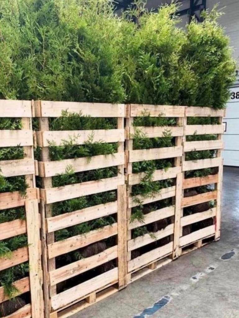 ⛔️AANBIEDING⛔️ coniferen, Bloeit niet, Halfschaduw, 100 tot 250 cm, Overige soorten