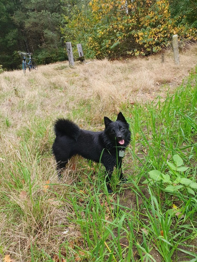 Dekreu schipperke gezocht, Dieren en Toebehoren, Honden | Dekreuen, Reu, Eén hond, 3 tot 5 jaar, Nederland
