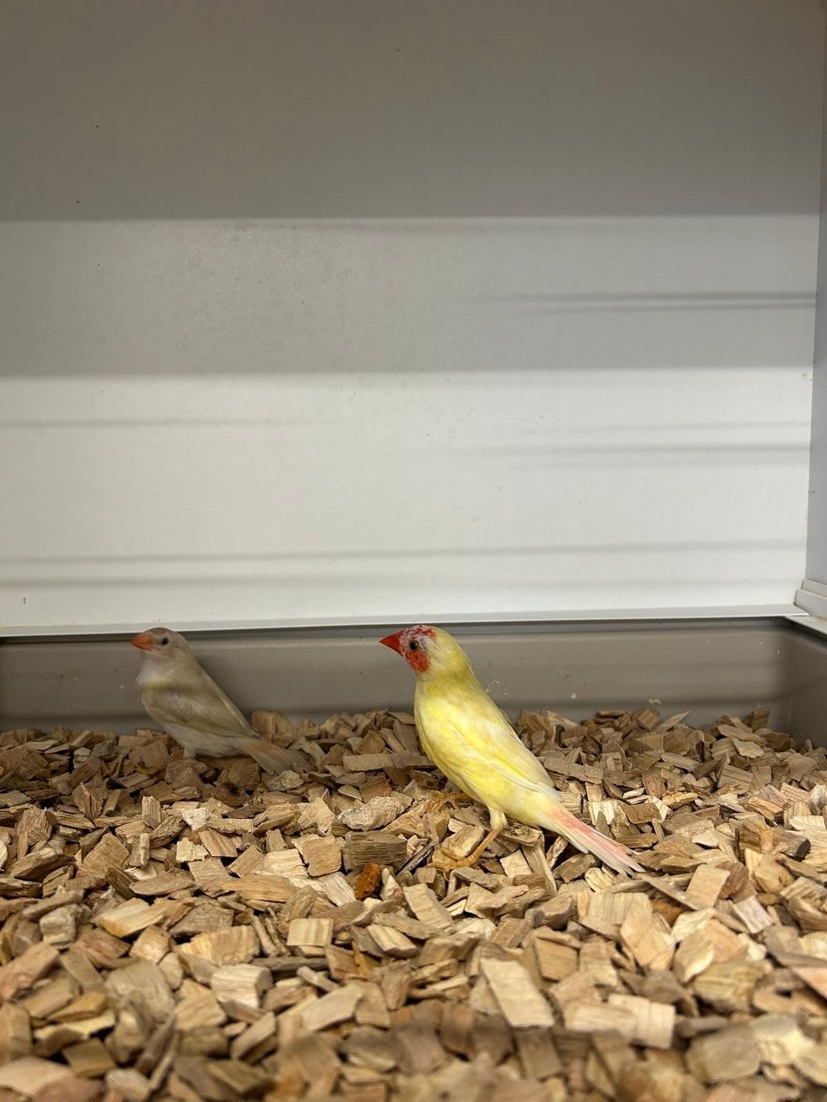 binsenastrilde in div kleuren, Dieren en Toebehoren, Meerdere dieren, Tropenvogel