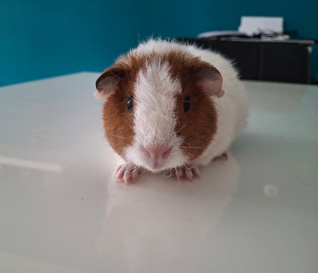 US Teddy beer, Dieren en Toebehoren, Cavia, April, Mannelijk, Tam