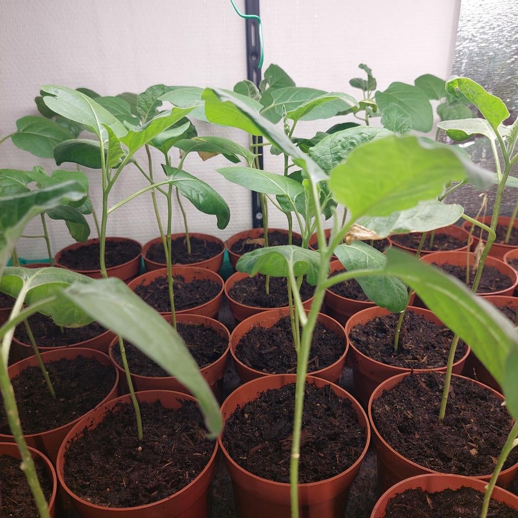 Surinaamse aubergine, antroewa en madamsenet plantjes, Tuin en Terras, Planten | Tuinplanten, Eenjarig, Groenteplanten, Volle zon