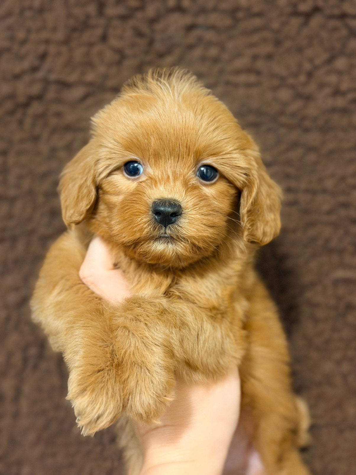 Mini labradoodle/mini doodles te koop! Wij mogen verhuizen!, Overige rassen, CDV (hondenziekte), 8 tot 15 weken, Meerdere