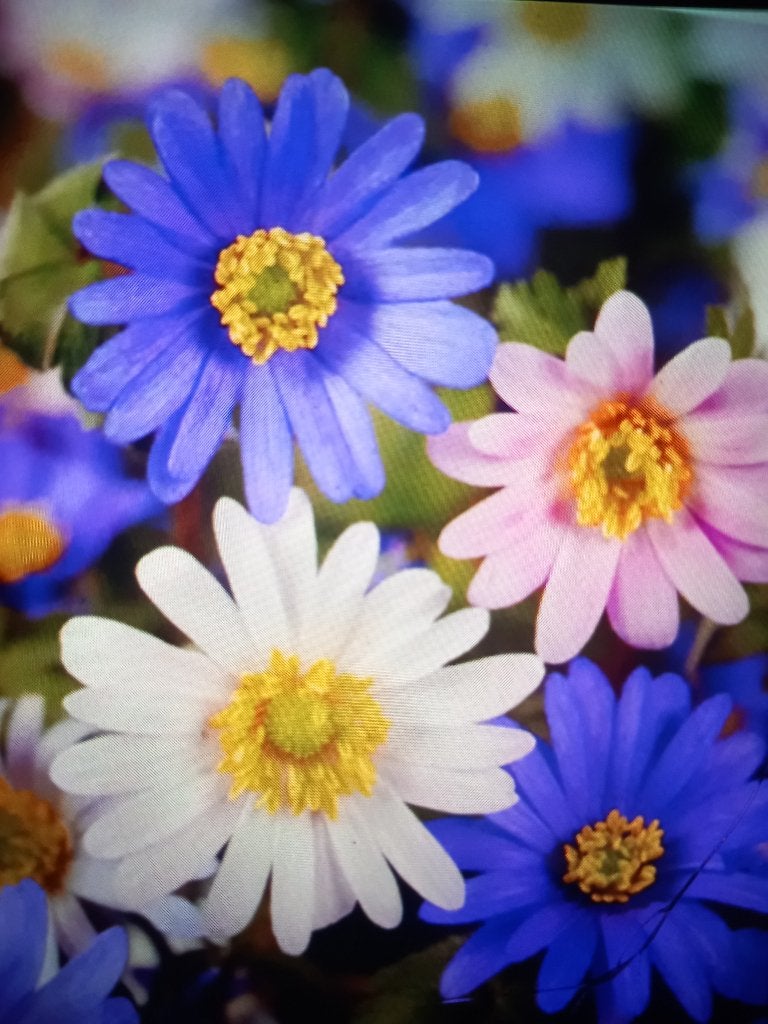 annemoon Blanda gemengd (30 voor 4,20 euro), Ophalen of Verzenden, Gehele jaar, Volle zon, Bloembol