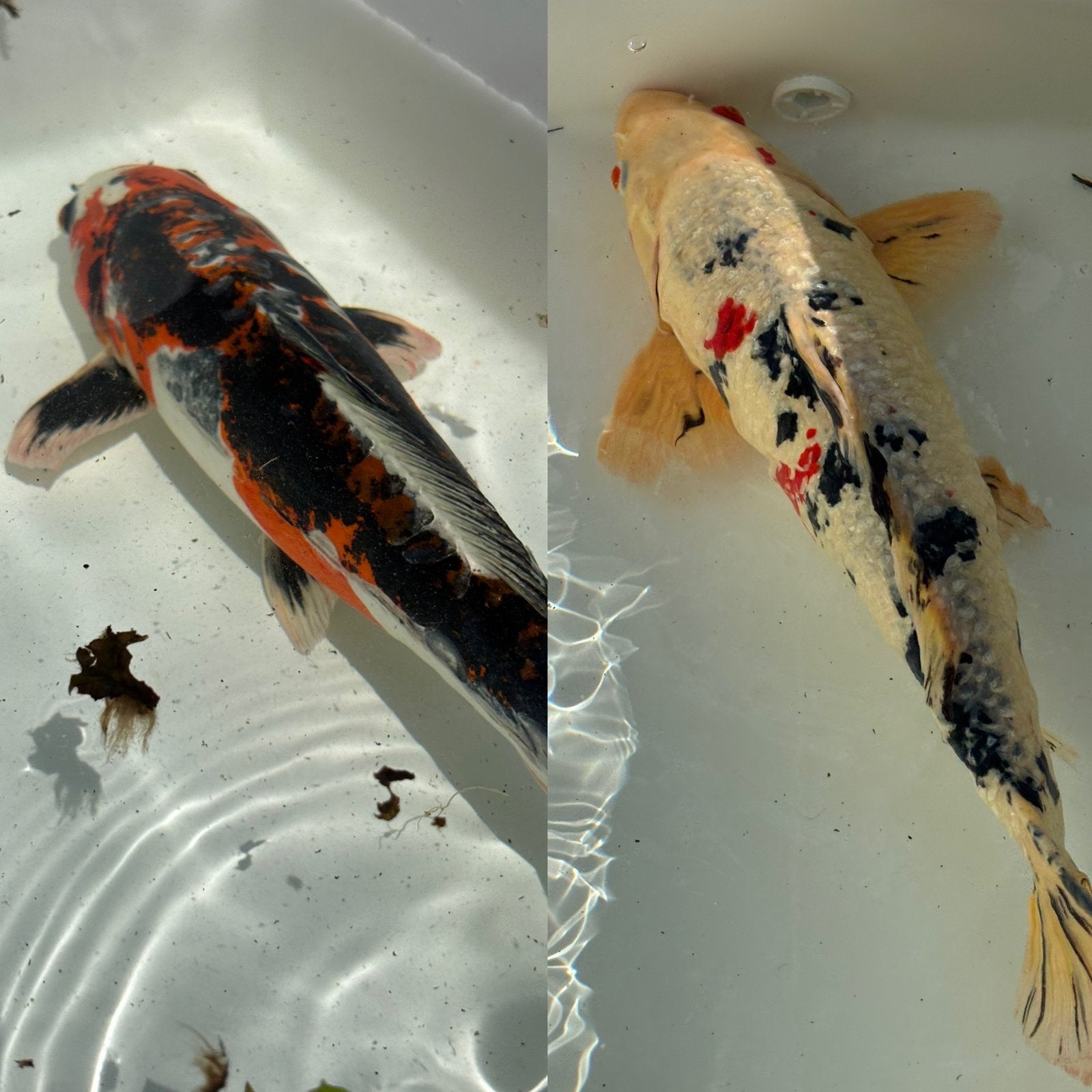 2x kleurijke Koi karpers (45 en 35cm), Karper of Koi