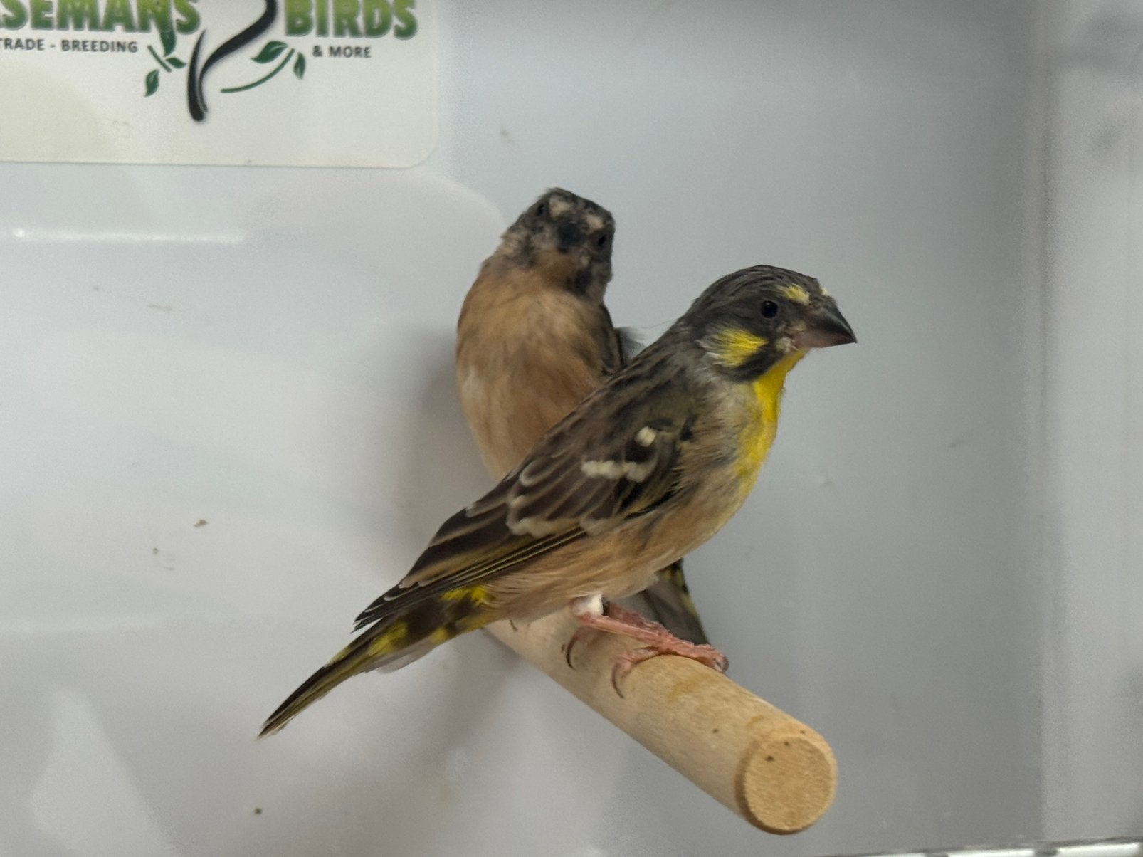 Citroenborst edelzangers - Crithagra citrinipectus, Meerdere dieren, Tropenvogel, Geringd