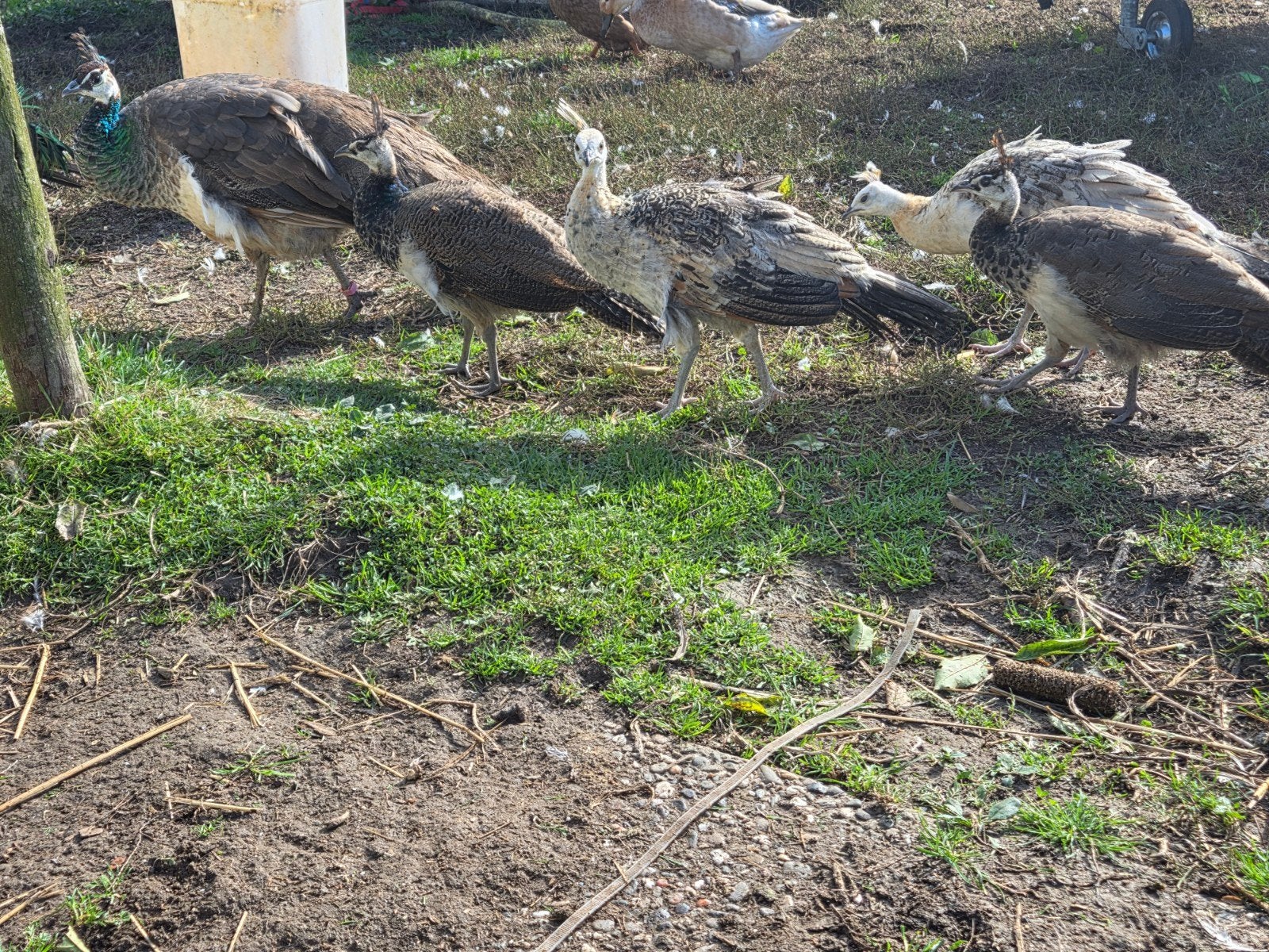 2 koppels jonge pauwen, Dieren en Toebehoren