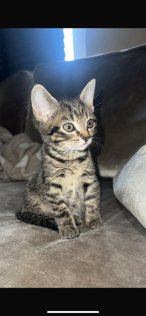 Kitten, Poes, Ontwormd, 0 tot 2 jaar